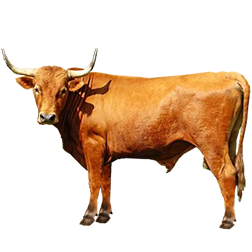 Argentine Criollo Cow